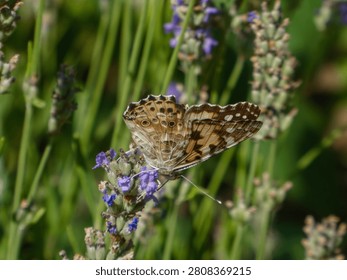 A close up macro shot of a brown patterned butterfly perched on a vibrant purple lavender flower stalk. The natural green blurred background creates a soft bokeh effect in daylight. No people.