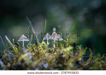 A close up macro shot captures several tiny white mycena mushrooms sprouting from vibrant green moss, illuminated by gentle natural light.