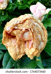 A Close Up Macro Shot Of A Dead Pink Rose, Killed By Pests. Dry, Faded Pink Rose On A Rose Bush Among Fresh Green Leaves