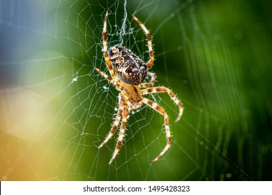 Close up macro shot of a European garden spider (cross spider, Araneus diadematus) sitting in a spider web - Shutterstock ID 1495428323