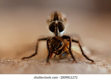Close up macro shot of the head of a robber fly aka assasin fly eatting a honey bee
