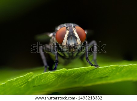 Close up macro shot House fly, Fly, House fly on leaf