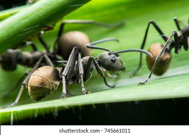 close up macro shot with insect bug black ants on a green leaf