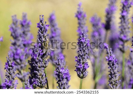 Similar – Image, Stock Photo Blooming Bright Purple Lavender Flowers Field in Provence, France. Summer Agricultural landscape under sunny sky. Scenic view. Altered Sunset Sky.
