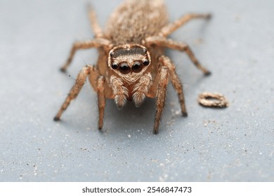 A close up macro shot of a jumping spider  - Powered by Shutterstock