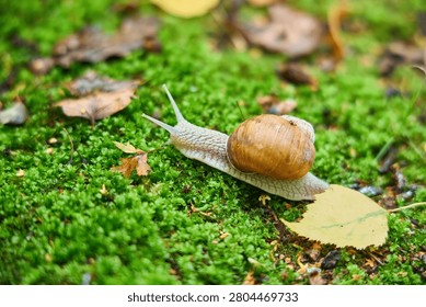 Close up macro shot of a large brown snail with a spiral shell slowly crawling across lush green moss and fallen autumn leaves. Perfect for nature, wildlife, and slow movement concepts.