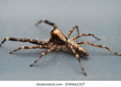 A close up macro shot a New Zealand jumping spider - Powered by Shutterstock