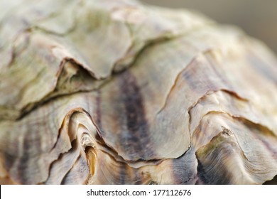 A Close Up Macro Shot Of An Oyster Shell