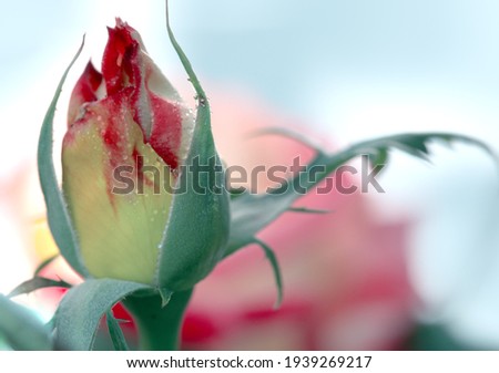 A close up macro shot of a pink rose. Rosebud with pink petals.