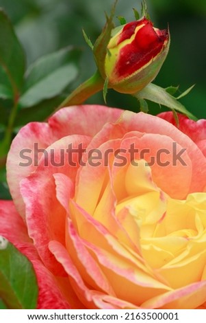 A close up macro shot of a pink rose. Rosebud with pink petals.