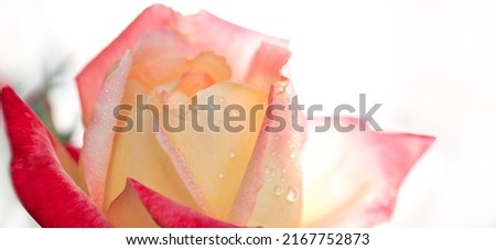A close up macro shot of a pink rose on white.
