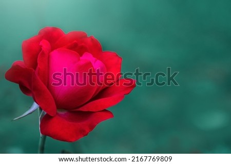 A close up macro shot of a red rose. Rosebud with red petals.