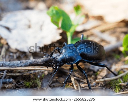 Close Up Macro Shot of a Shiny Black Beetle Crawling on Forest Floor