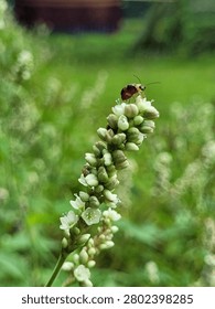 Close up macro shot of a small beetle bug perched on top of a wild white flower bud in a green field.