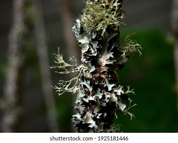 Close up macro shot of a small tree trunk with lichen and moss on it.