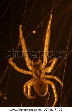 Close Up Macro Shot of a Spider in Web at Night