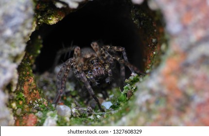 Close up macro shot of a Tegenaria Gigantean or Giant House Spider photo tanek in the United Kingdom