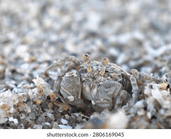 Close up macro shot of a tiny sand bubbler crab camouflaged on a sandy beach.