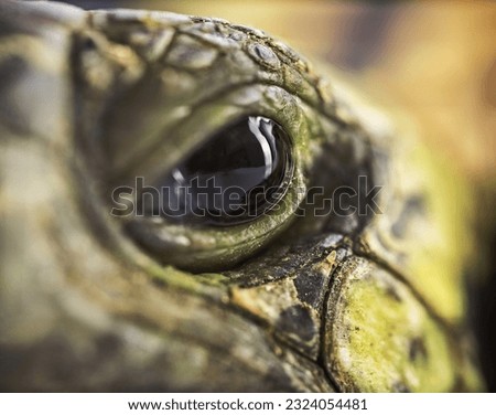 Close up macro shot of a turtle eye