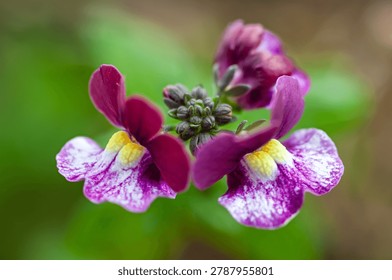 Close up macro shot of two delicate purple and white wildflowers featuring yellow centers and intricate petal patterns against a soft green out of focus background.