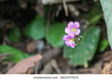 Close up macro shot of two delicate purple pink oxalis flowers or pink wood sorrel blooming beautifully on a single stem with lush green leaves in a blurry soft bokeh background.