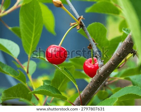 A close up macro shot of two vibrant red ripe cherries hanging on a tree branch surrounded by lush green leaves. Bright natural light creates a shallow DOF with a soft clean background and nobody.