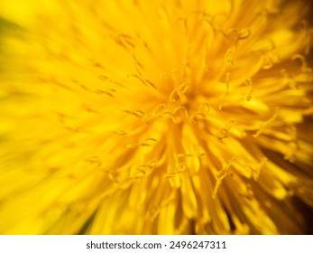 Close up macro shot of a yellow dandelion. - Powered by Shutterstock