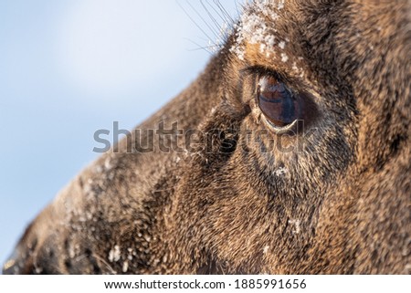 Close up macro side profile of a mule deer with snow on its face. Eye is detailed and in focus. 