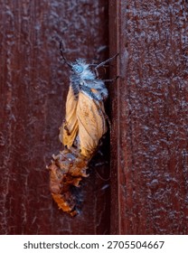 Close up macro side view of a yellow and light blue moth or butterfly emerging from its chrysalis