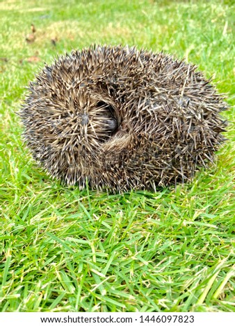 Similar – Igel Garten Erwachsene