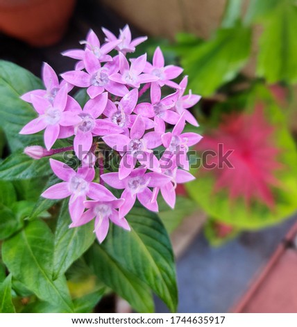 Close up / macro of Small bunch of pink Pentas lanceolata flowers commonly known as Egyptian starcluste. Plant in garden with dense leaves background.
