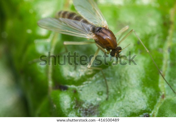 Close up\
macro of small sand fly gnat on green\
leaf