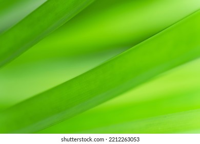 Close Up Macro Soft Focus Fresh Green Spring Leaves Pattern Texture Abstract Blurred Background.ecology Backdrop,desktop Wallpaper, Organic Healthy Life Product, Summer Website Cover Minimal Design.