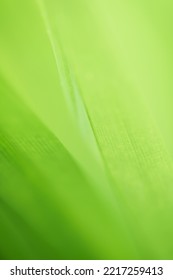 Close Up Macro Soft Focus Fresh Green Spring Leaves Pattern Texture Abstract Blurred Background.ecology Backdrop,desktop Wallpaper, Organic Healthy Life Product, Summer Website Cover Minimal Design.