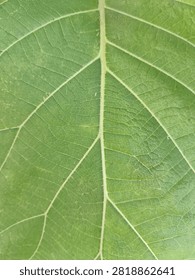 Close up macro of teak leaf showing detailed vein structure and thick texture. Symbolof strenght, nature, tropical foresty in indonesia.