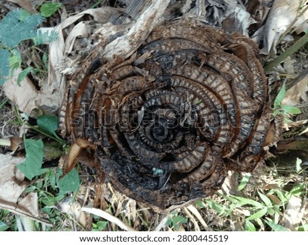 Close up macro texture of a decaying cut banana tree trunk showing concentric layers
