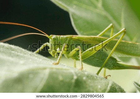 Close up macro texture of a green grasshopper cricket in aubergine plant camouflaged in bright directional light. Nature and insect world concept