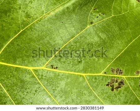 Close Up Macro Texture of Green Leaf with Natural Veins and Decay Spots