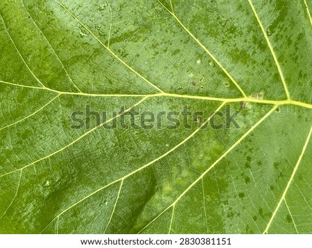 Close Up Macro Texture of Green Leaf with Natural Veins and Decay Spots