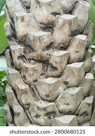  Close up macro texture of palm tree trunk with unique hexagonal pattern and rough surface detail. Natural tropical plant bark background.  