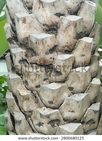  Close up macro texture of palm tree trunk with unique hexagonal pattern and rough surface detail. Natural tropical plant bark background.  