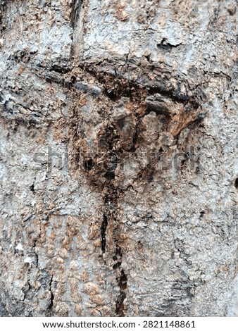 Close up macro texture of rough tree bark with natural knot and cracked surface pattern.