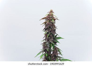 Close Up Macro Of Top Bud Of Cannabis Plant Ready To Harvest. On White Background. Auto Red Modern Strain.