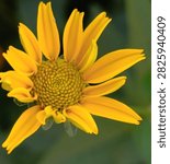 Close up macro top view of yellow false sunflower, Heliopsis helianthoides, in early bloom stage. Detailed spiral phyllotaxis pattern in the center disk, Fibonacci sequence, golden ratio in nature. Bright yellow petals with green bokeh background