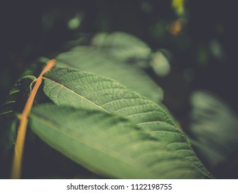 Close up macro tree leafs