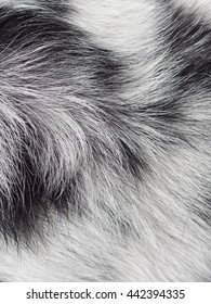 Close Up Macro View Of Black And White Long Dalmatian Dog Hair Pet Fur Texture Detail