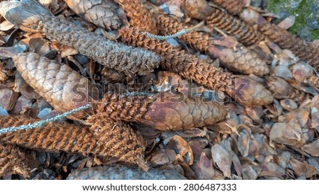 Close up macro view capturing dry brown pine cones