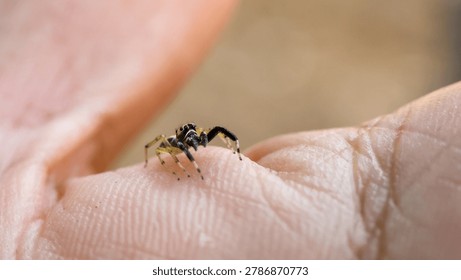 Close macro view capturing tiny black jumping little spider resting gently on human skin finger hand evoking calm curious emotion and feeling of connection with small nature elements