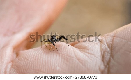 Close macro view capturing tiny black jumping little spider resting gently on human skin finger hand evoking calm curious emotion and feeling of connection with small nature elements