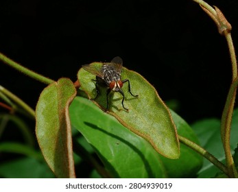 A close macro view of a common fly with striking bright red compound eyes resting on a green leaf with yellow stripes.
